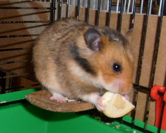 Cyril 8
