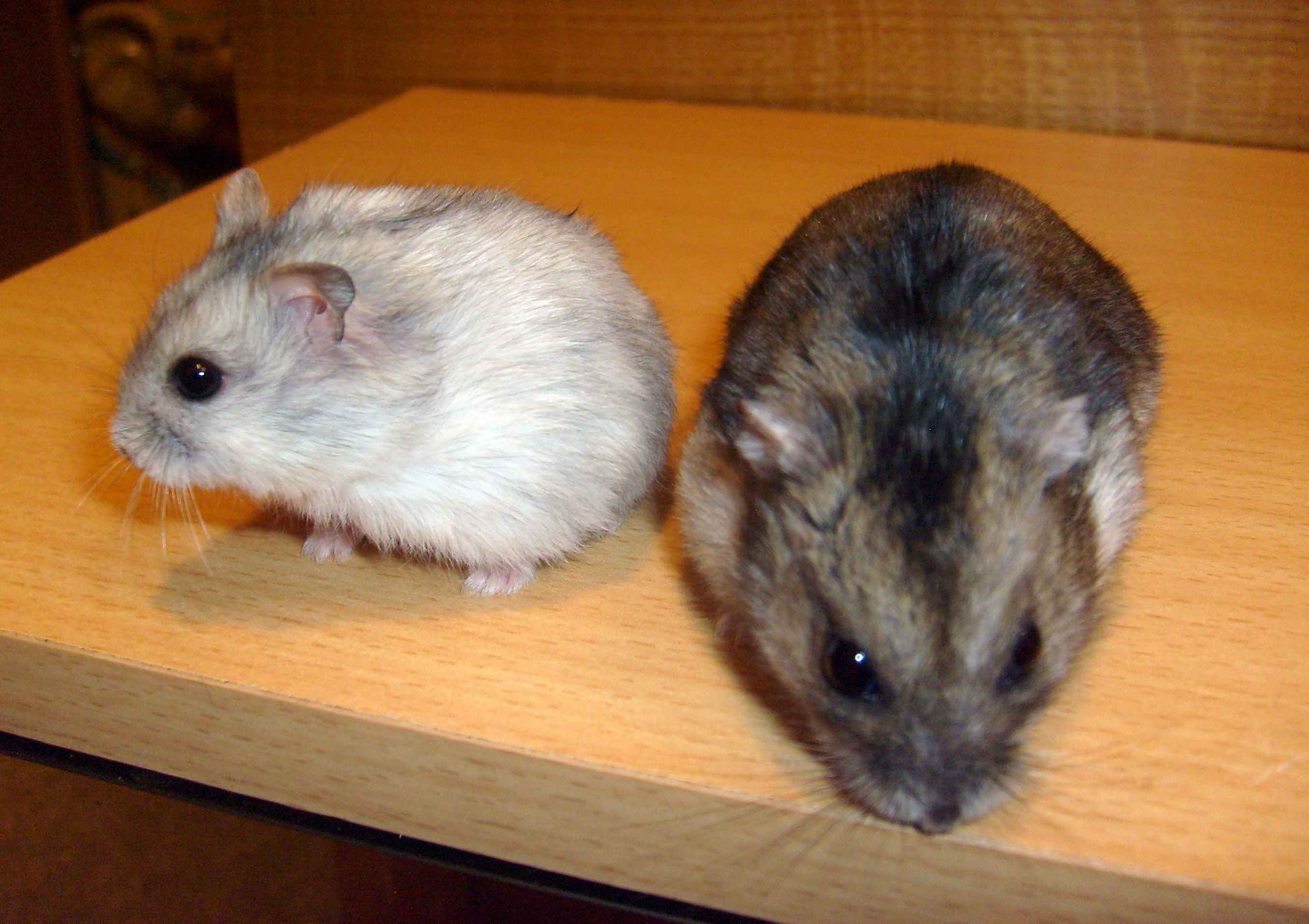 Anežka + Cherry 2 8-2010_Small.jpg