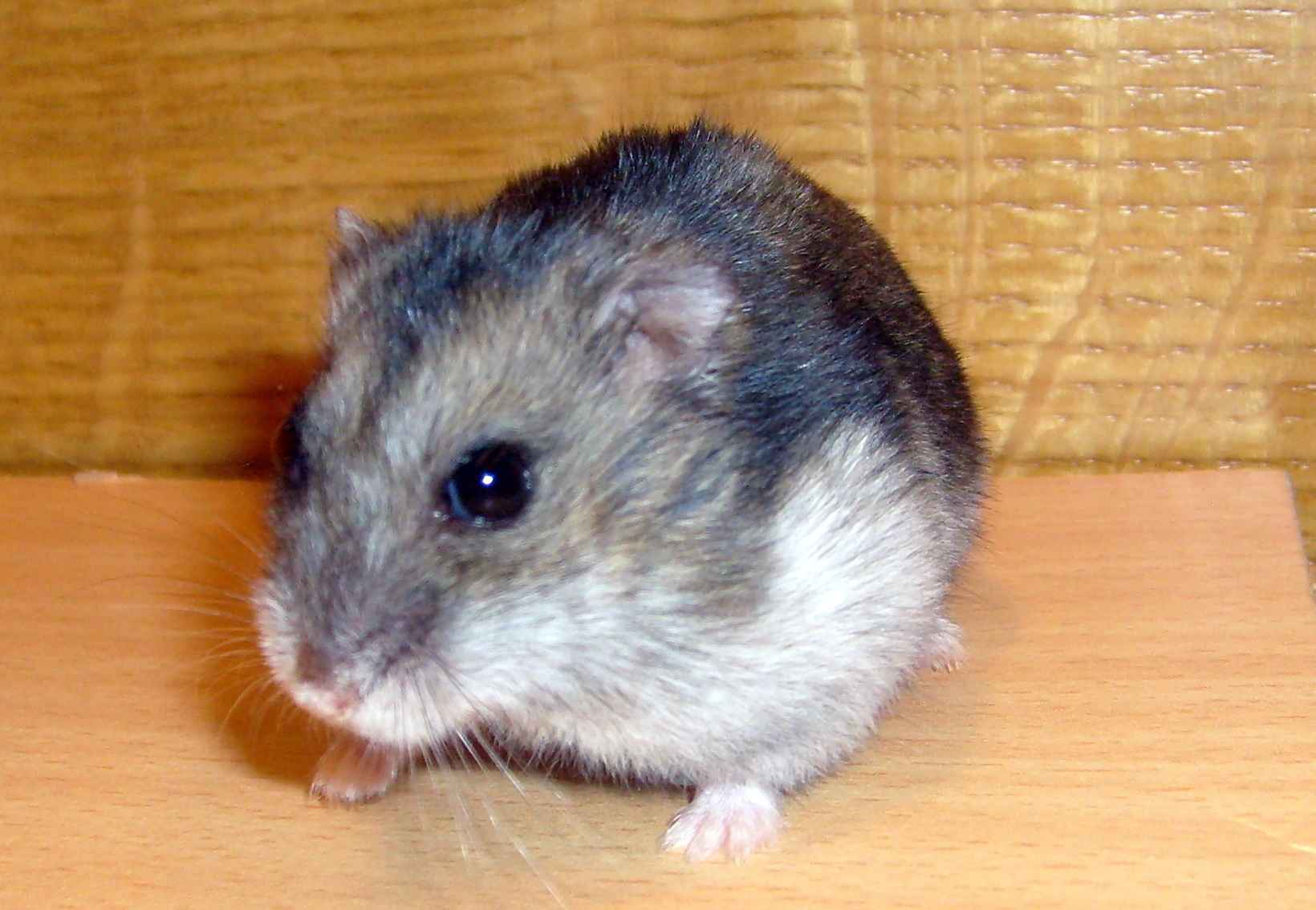 Anežka 8-2010_Small.jpg