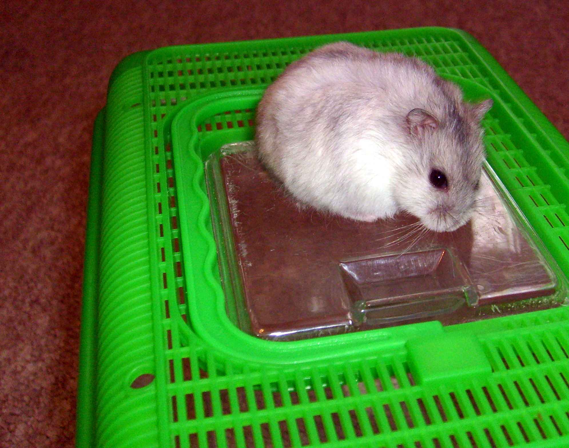 Cherry 8-2010_Small.jpg