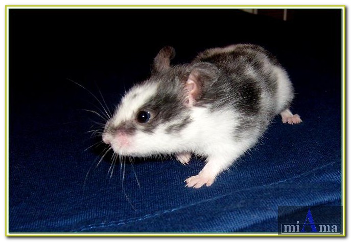 Chuligán 12.jpg