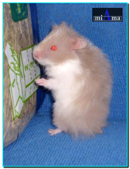 Rasista 4_Small