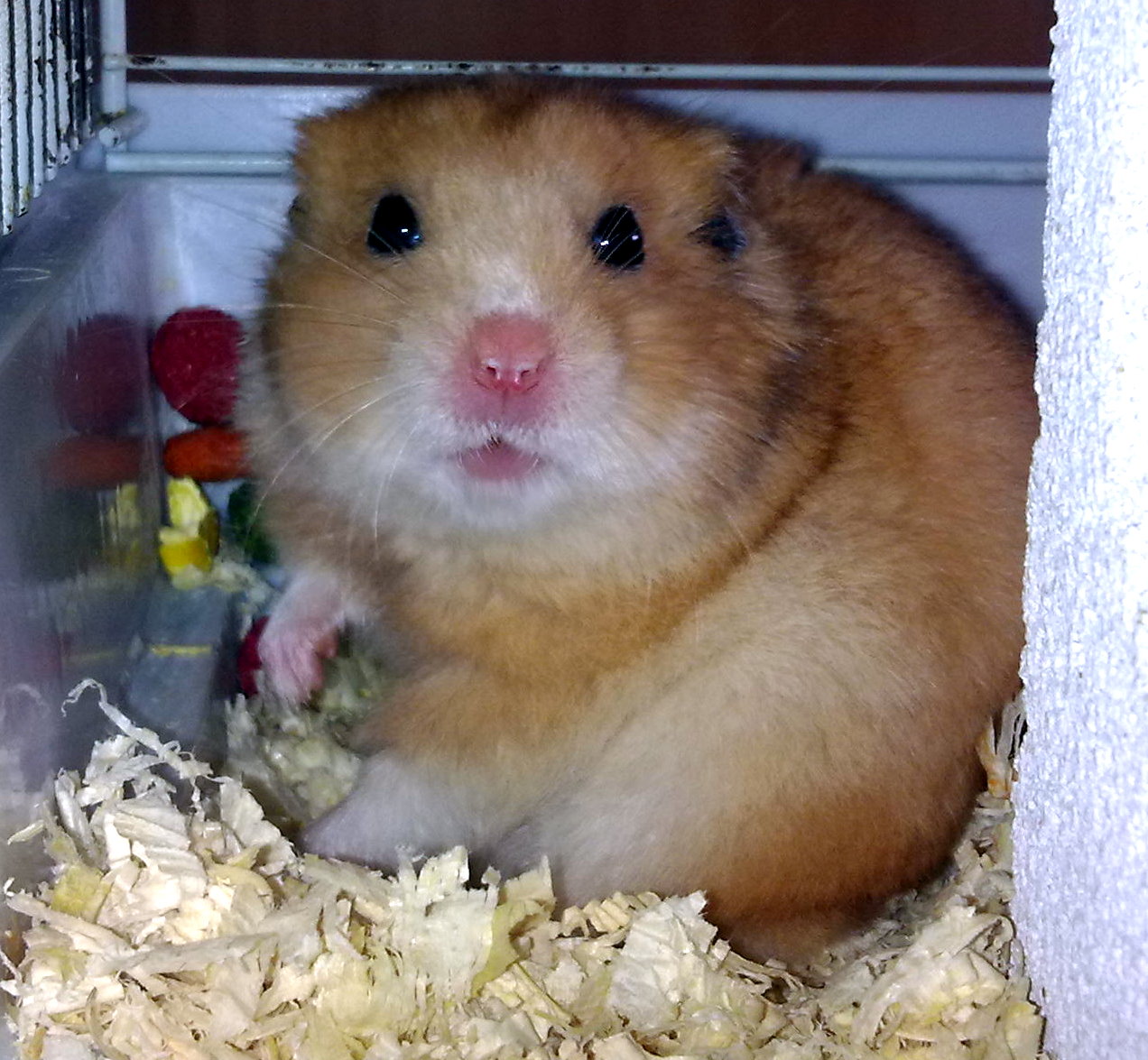 Makarón