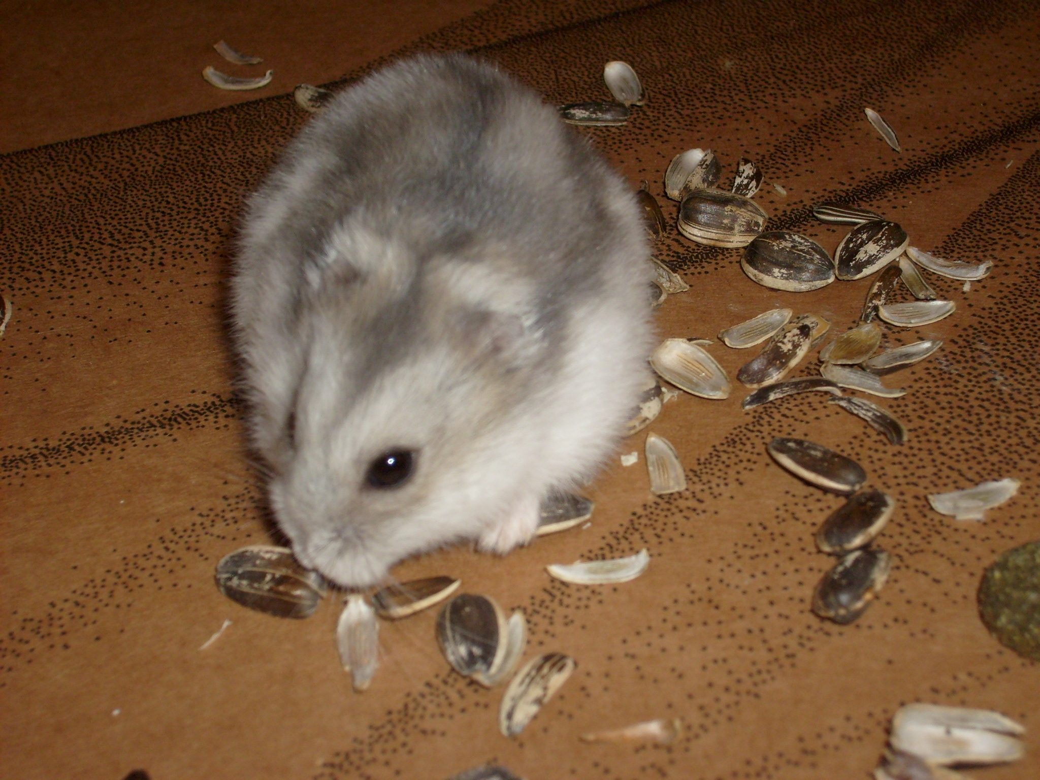 Evžen 